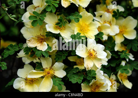 Rosa xanthina Canary uccello giallo fiore rosa ad arbusto grappoli di fiori fern-come fogliame inarcamento steli spinosi Foto Stock