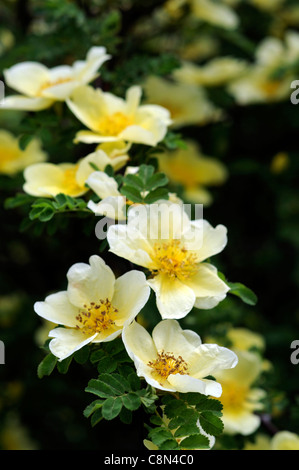 Rosa xanthina Canary uccello giallo fiore rosa ad arbusto grappoli di fiori fern-come fogliame inarcamento steli spinosi Foto Stock