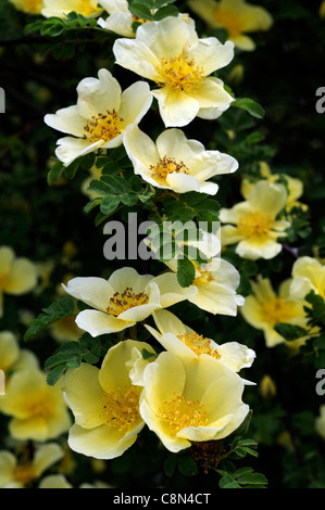 Rosa xanthina Canary uccello giallo fiore rosa ad arbusto grappoli di fiori fern-come fogliame inarcamento steli spinosi Foto Stock