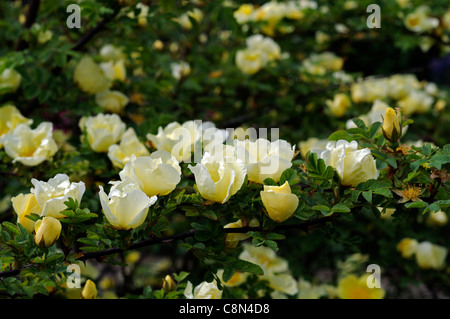 Rosa xanthina Canary uccello giallo fiore rosa ad arbusto grappoli di fiori fern-come fogliame inarcamento steli spinosi Foto Stock