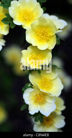 Rosa xanthina Canary uccello giallo fiore rosa ad arbusto grappoli di fiori fern-come fogliame inarcamento steli spinosi Foto Stock