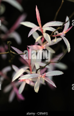 Spiraea japonica walluff bianco rosa nuove foglie caduche arbusto perenne Foto Stock