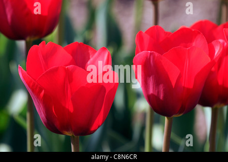 Tulipa Tulip rosso scarlatto couleur cardinale singolo gruppo di primi fiori di primavera sbocciano fiori sbocciano i fiori Foto Stock