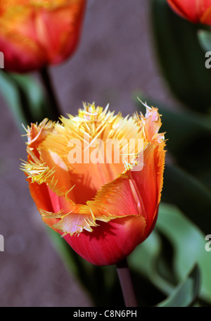 Tulipa Tulip orange lambada frangiato gruppo fiorito fiori di primavera sbocciano fiori sbocciano i fiori strappati salmone edge-rose refilato con oro Foto Stock