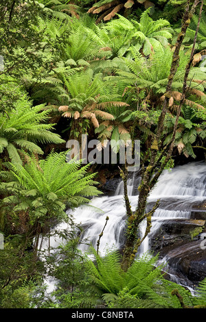 Australia, Victoria, Otway Ranges, tripletto cade, Cascades circondato da felci Foto Stock
