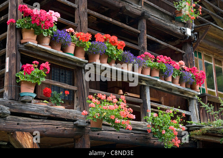 L'Italia, Piemonte, casa Walser dettaglio, gerani in vasi Foto Stock