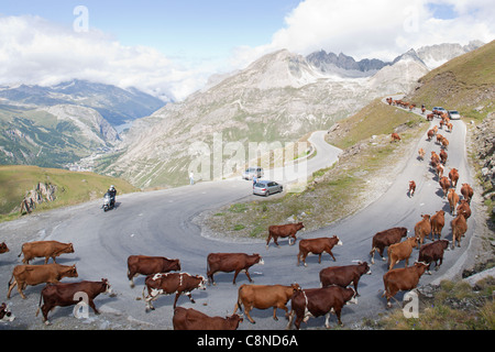 Francia, Savoie, Col de l'Iseran, mucca allevamento su strada sinuosa Foto Stock