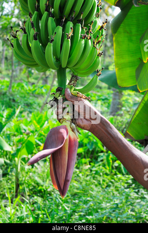 Giardiniere nella Fattoria di Philipputty nel Kerala Backwaters, Kumarakom, che mostra l'albero di Banana con i suoi frutti e infiorescenza, India Foto Stock