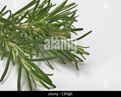 Detailansicht von Rosmarin-Zweigen | Dettaglio foto di rametti di rosmarino Foto Stock