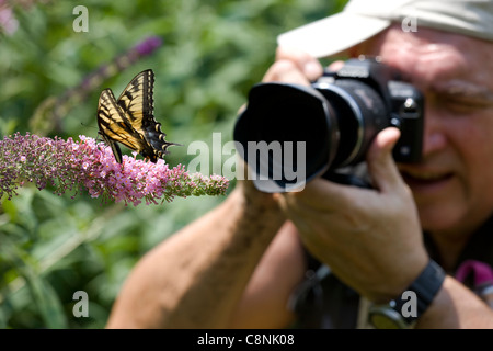 Fotografo a fotografare una tigre orientale a coda di rondine (Papilio glaucus) alimentazione sulla boccola a farfalla (Buddleia davidii) Foto Stock