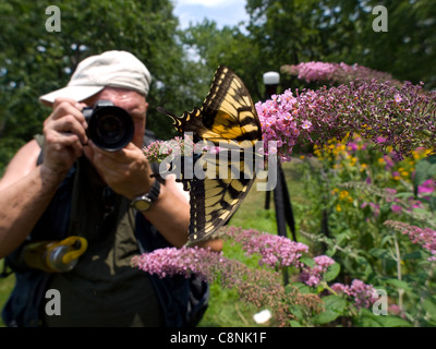 Fotografo a fotografare una tigre orientale a coda di rondine (Papilio glaucus) alimentazione sulla boccola a farfalla (Buddleia davidii) Foto Stock