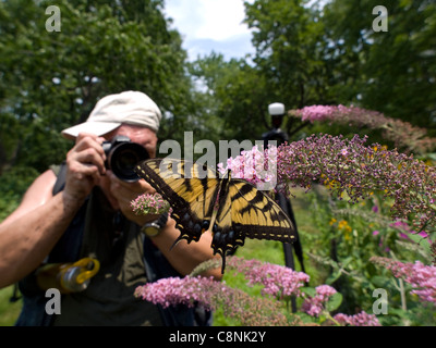 Fotografo a fotografare una tigre orientale a coda di rondine (Papilio glaucus) alimentazione sulla boccola a farfalla (Buddleia davidii) Foto Stock