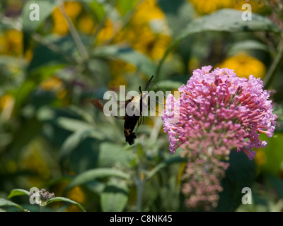 Hummingbird Clearwing Tarma (Hemaris thysbe) Foto Stock