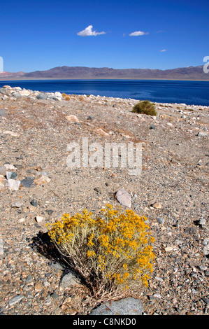 Sportivo Beach Recreation Site sulla sponda occidentale del lago del camminatore, fioritura creosoto bush in primo piano Foto Stock
