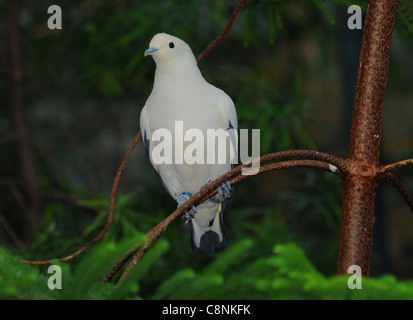 PIED piccione imperiale presso lo zoo di Bristol Foto Stock