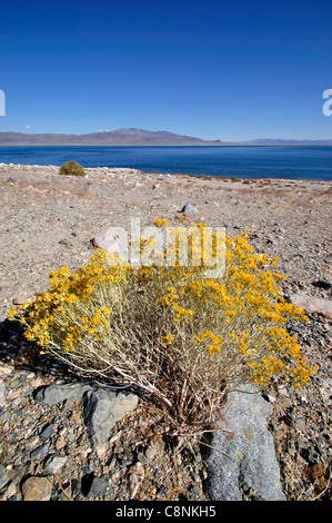 Sportivo Beach Recreation Site sulla sponda occidentale del lago del camminatore, fioritura creosoto bush in primo piano Foto Stock