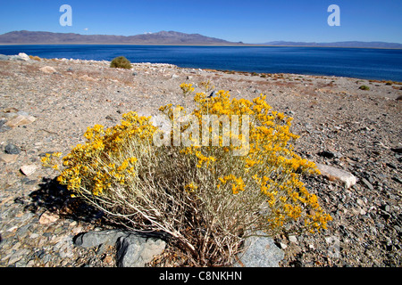 Sportivo Beach Recreation Site sulla sponda occidentale del lago del camminatore, fioritura creosoto bush in primo piano Foto Stock