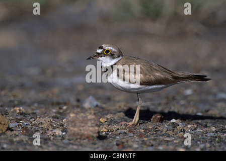 Poco inanellato Plover (Charadrius dubius) Lesbo Grecia Foto Stock