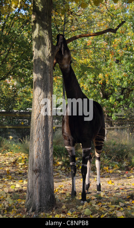 Okapi accanto alla struttura presso lo Zoo di Londra, Regno Unito Foto Stock