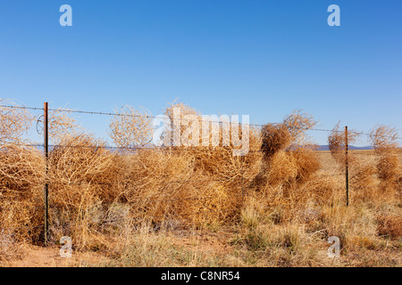 Tumbleweeds catturati in un recinto di filo spinato, rurale del Nuovo Messico. Foto Stock
