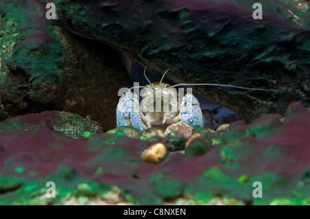 A nord di Clearwater il gambero di fiume. Foto Stock