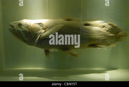 Esemplare di Coelacanthus (Latimeria chalumnae) nel Museo di Storia Naturale di Londra, Regno Unito. Foto Stock