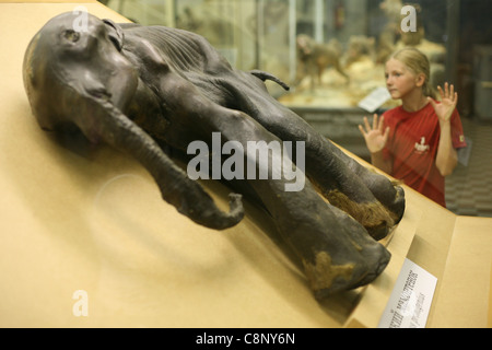 La mummia della famosa baby mammoth Dima nel Museo Zoologico di San Pietroburgo, Russia. Foto Stock