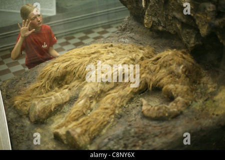 Giovane visitatore esaminando un insaccata baby mammoth Dima nel Museo Zoologico di San Pietroburgo, Russia. Foto Stock