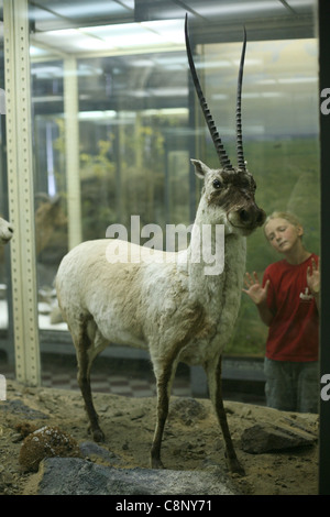 Ripiene di antilope tibetana o chiru (Pantholops hodgsonii) visto presso il Museo Zoologico di San Pietroburgo, Russia. Foto Stock