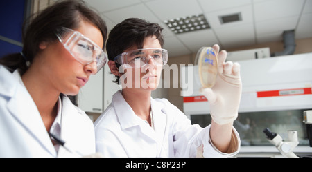 Studenti concentrati nella scienza guardando una capsula di Petri Foto Stock