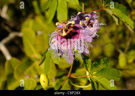 Passiflora su granadiglie vigna (Passiflora edulis) Foto Stock