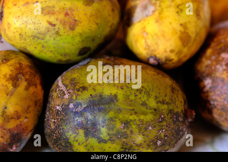 Frutta Cajamanga (caja-manga) Spondias cytherea / Spondias dulcis in un gruppo Foto Stock