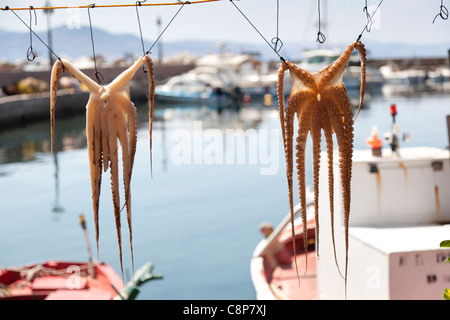 Polpo di essiccazione presso il porto di Mithymna, Lesbo , Grecia Foto Stock