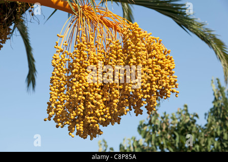 Isola Canarie Data Palm Foto Stock