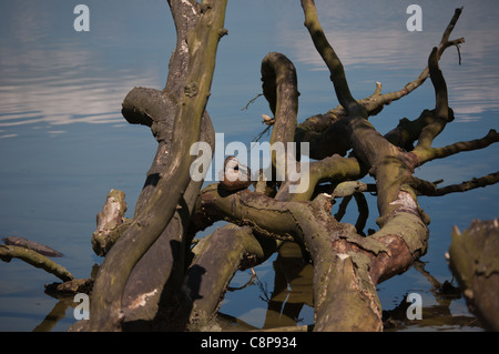 Femmina Mallard duck (nome latino Anas platyrhynchos) seduto su un albero caduto in un giorno caldo e soleggiato, a talkin tarn country park in brampton in Cumbria. Foto Stock
