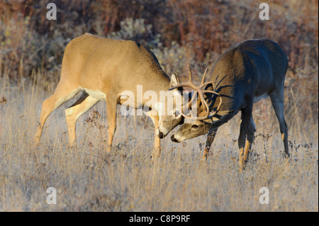 Il combattimento white-tailed bucks - Odocoileus virginianus - western montana Foto Stock