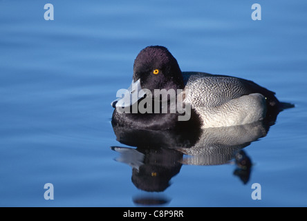 LESSER SCAUP (Aythya affinis) maschio su stagno, western Oregon, Stati Uniti d'America Foto Stock