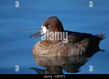 LESSER SCAUP (Aythya affinis) femmina su stagno, western Oregon, Stati Uniti d'America Foto Stock