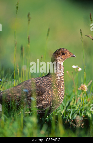 BLUE GROUSE (Dendragapus obscurus) femmina, vicino a Blue Mountain, il Parco Nazionale di Olympic, Washington, Stati Uniti d'America Foto Stock