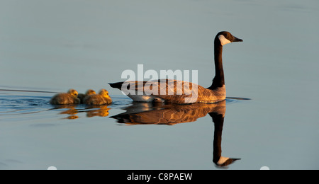 Un Canada Goose (Branta canadensis) accompagna la sua goslings su un tour serale di loro stagno, Western Montana Foto Stock