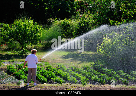 Una donna acque un raccolto di patate nel suo orto al mattino presto Foto Stock