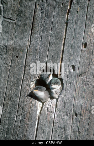 TREE SWALLOW (Tachycineta bicolore) pulcini peeking al di fuori della cavità di nido, Deschutes National Forest, Oregon, Stati Uniti d'America Foto Stock