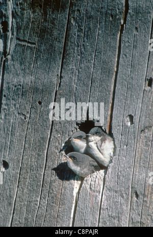 TREE SWALLOW (Tachycineta bicolore) pulcini peeking al di fuori della cavità di nido, Deschutes National Forest, Oregon, Stati Uniti d'America Foto Stock