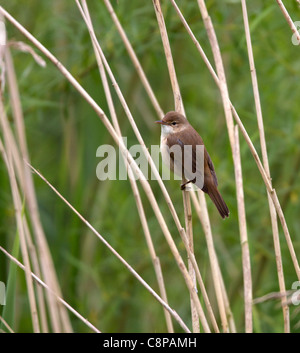 Reed Trillo in canne Foto Stock