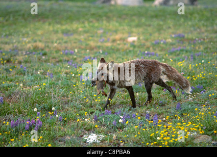 RED FOX (Vulpes vulpes vulpes) fase incrociata che trasportano un boccone di terra scoiattoli, vicino Beartooth Pass, Wyoming USA Foto Stock