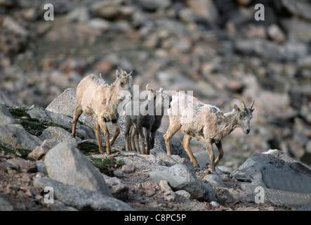 BIGHORN (Ovis canadensis) pecore (femmina) e agnelli, Mt. Evans Wilderness, Arapaho National Forest, Colorado, STATI UNITI D'AMERICA Foto Stock