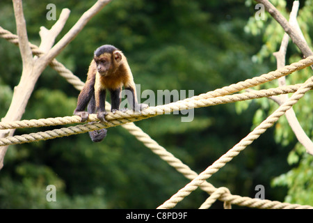 Piccolo marrone scimmia cappuccino sulle funi Foto Stock