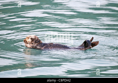 Sea Otter galleggianti in oceano Seward, Alaska Foto Stock
