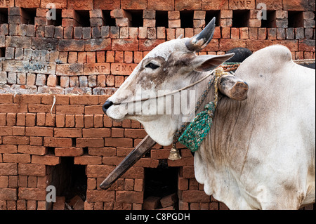 Indian zebù nella parte anteriore del mattone indiano forno dopo la cottura. Fatto a mano casa mattoni nelle zone rurali campagna indiana. Andhra Pradesh, India Foto Stock