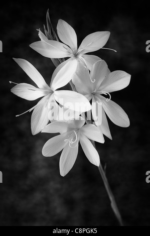 Bianco & Nero immagine di arte di fiori Schizostylis Coccinea Principessa rosa Foto Stock